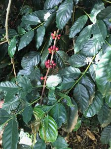 Arabia coffee cherry
