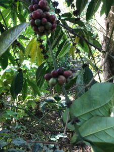 Robusuta coffee cherry