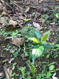 coffee tree