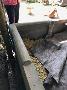 Laver les haricots