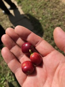 coffee cherry