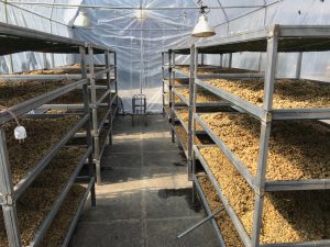 Plastic greenhouse2