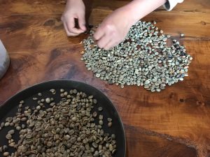 hand picking coffee beans