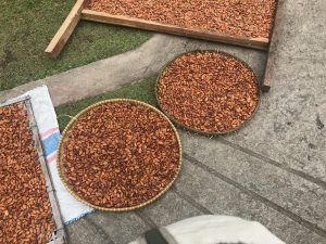 dray cacao