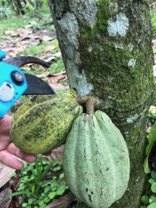 cacaotree