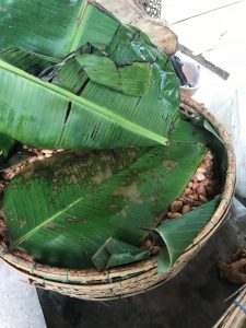 Fermentation cacao