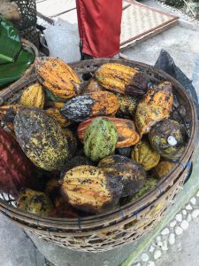 cacao beans2