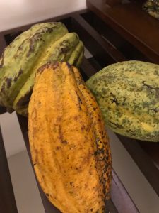 cacao beans3