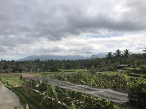 rice farm1
