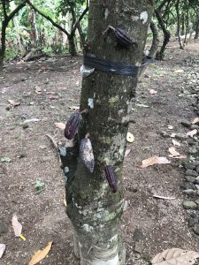 cacaotree2